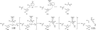 Enzymatic Polymerization of PCL-PEG Co-polymers for Biomedical Applications